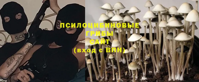 наркотики  Белоярский  Галлюциногенные грибы Psilocybine cubensis 